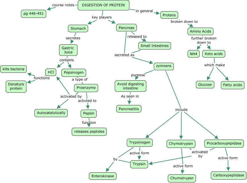 03. Protein Digestion